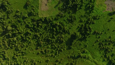 Lush-green-landscape-of-Arauca,-Colombia-with-dense-foliage,-aerial-view