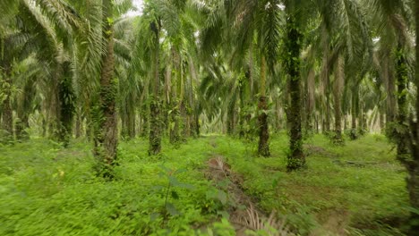 Slow-flight-through-jungle-palm-forest-in-Thailand,-Krabi