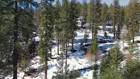 Luftaufnahme-Von-Hohen-Kiefern-In-Der-Wildnis-Des-Lake-Tahoe-In-Kalifornien