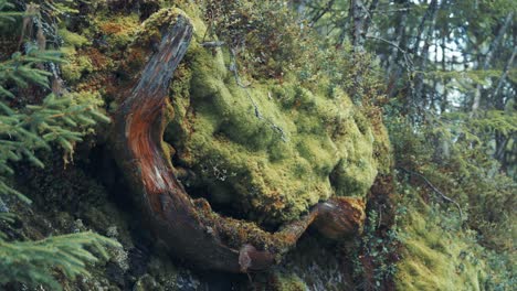 Moosbedeckte-Wurzeln,-Kiefern-Und-Verrottende-Baumstämme-Im-Verzauberten-Nördlichen-Wald