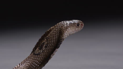 Monocle-cobra-with-hood-out-looks-off-into-distance---isolated-on-grey-black-background