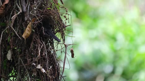 Just-entered-the-nest-with-its-tail-out-while-tending-its-nestlings,-Dusky-Broadbill-Corydon-sumatranus,-Thailand