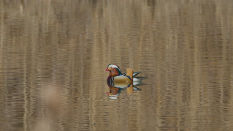 Pato-Mandarín-Nada-Reflejándose-En-El-Agua-Del-Lago