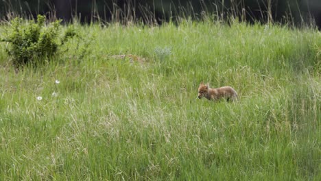 A-coyote-pup-can-be-seen-stealthily-advancing-through-a-thick-carpet-of-tall-meadow-grasses,-intermittently-stopping-to-listen-and-sniff-the-air-likely-in-pursuit-of-next-meal-amidst-the-wild-flora