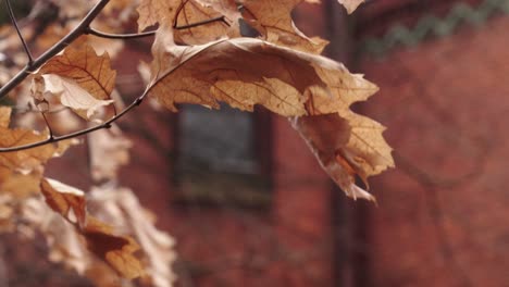 Dry,-brown-leaves-in-detail-in-front-of-a-brick-building-with-ancient-decorated-glass-in-the-window