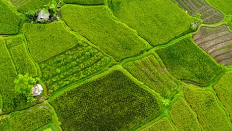 Vuelo-Sobre-Exuberantes-Campos-De-Arroz-Verdes-Y-Kayangan-Villa-Ubud-En-Bali,-Indonesia---Disparo-De-Drones