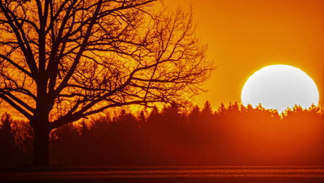 Timelapse-shot-of-bright-round-sun-setting-over-horizon-behind-trees-during-evening-time