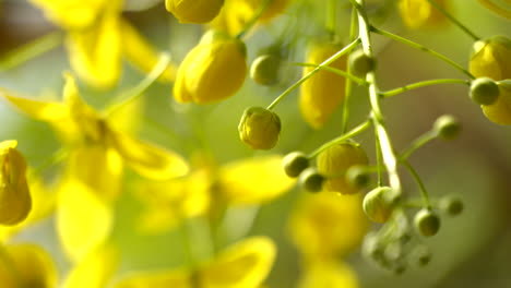 Die-Goldene-Dusche-Blume-Indischer-Goldregen-Pflanze-