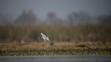 Die-Flussseeschwalbe-Fliegt-Nach-Dem-Tauchgang