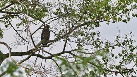 Seen-looking-to-the-right-as-seen-within-branches-of-of-this-tree,-Crested-Serpent-Eagle-Spilornis-cheela,-Thailand