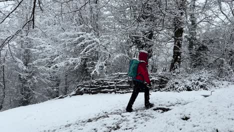 Eine-Frau-In-Einer-Roten-Jacke,-Die-Im-Winter-Im-Schnee-Wandert-Und-Bergauf-Geht,-Im-Wald,-Wo-Starker-Schneefall-Die-Äste-Bedeckt,-Sorgt-Für-Eine-Wunderbare-Hyrkanische-Gartenlandschaft-Im-Winter,-Trekking-Konzept-Für-Eine-Iran-Reise