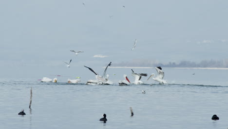Dalmatian-Pelicans-spread-wings-and-dive-to-hunt-fish-lake-Kerkini