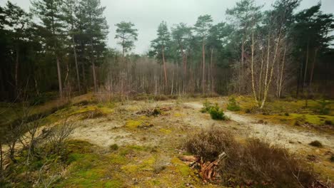 Sand-dune-with-moss-and-birch-pine-trees-winter-scenery-landscape-pov