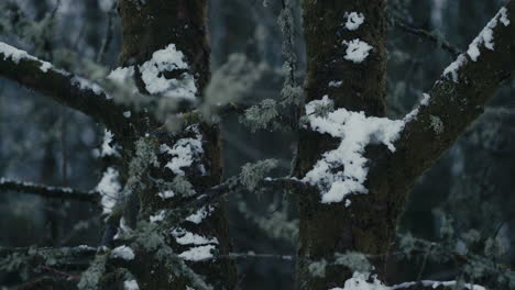 Zwei-Baumstämme-Mit-Schnee