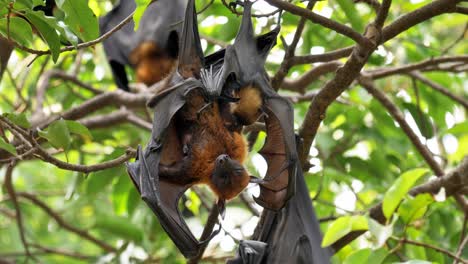 Bat-perched-hanging-on-a-tree-in-the-wild