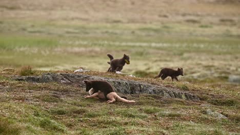 Dos-Cachorros-De-Zorro-ártico-Luchan-Por-Un-Palo,-Otros-Cachorros-Juegan-Al-Fondo,-Noruega