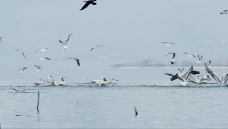 Gruppe-Von-Krauskopfpelikanen,-Fischen,-Tauchen,-Jagen,-See-Kerkini,-Griechenland