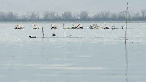 Eine-Gruppe-Krauskopfpelikane-Schwimmt-In-Zeitlupe-Im-Kerkini-See-In-Griechenland