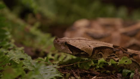 Gaboon-viper-snake-exploring-area-with-low-bushes---close-up-on-face