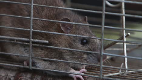 A-closeup-of-an-adult-Brown-Rat,-Rattus-norvegicus,-caught-in-a-live-trap-cage