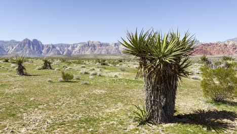 Große-Yucca-Pflanze-Mit-Bergen-Im-Hintergrund