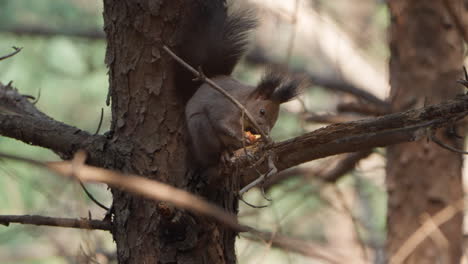 Eurasian-Red-Squirrel-Sitting-On-Pine-Tree-And-Feeding-On-Pignoli-Nut-in-Sunlight