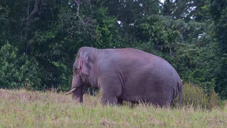 De-Pie-Mirando-Hacia-La-Izquierda-Mientras-Se-Mueve-Un-Poco,-Elefante-Indio-Elephas-Maximus-Indicus,-Tailandia