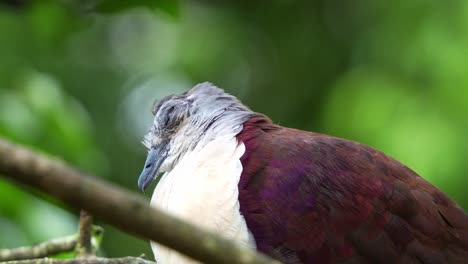 Close-up-shot-of-a-male-Santa-Cruz-Ground-Dove,-pampusana-sanctaecrucis-with-puff-up-feathers-spotted,-twitching-its-eyes-during-sleep-to-remain-alert-to-potential-threats-while-resting