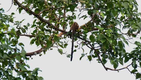 Visto-Tirando-De-Una-Fruta-Para-Comer-Y-Luego-Se-Da-Vuelta-Para-Mostrar-Su-Espalda-Dejando-Caer-La-Cola-Mientras-La-Cámara-Se-Inclina,-Civeta-De-Palma-De-Tres-Rayas-Arctogalidia-Trivirgata,-Tailandia