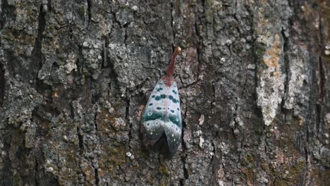 Descansando-Sobre-La-Corteza-Del-árbol-Y-Luego-Mueve-Sutilmente-Su-Ala-Derecha,-Insecto-Linterna-Pyrops-Ducalis,-Tailandia