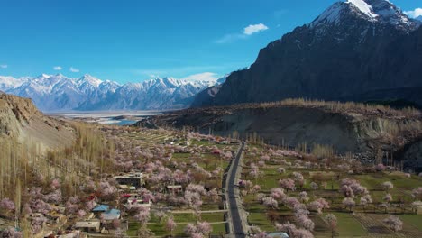 Aerial-View-Cherry-Blossom-Trees-On-Valley-Floor-In-Skardu-With-Snow-Capped-Mountains-In-Distance-Background