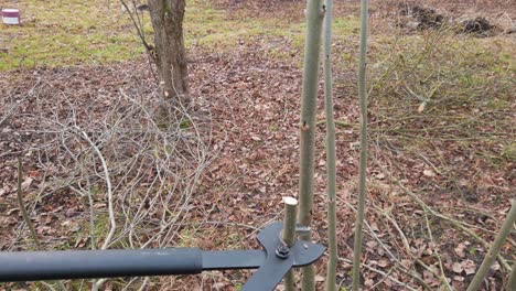 Black-metal-lopper-shears-cut-common-ash-tree-branch-in-small-pieces,-closeup