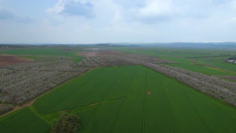 Drone-phus-in-shot-over-a-Beautiful-green-fields-with-blooming-almond-trees-on-a-cloudy-spring-day