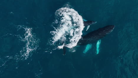 Aerial-birdseye-view-of-a-mother-and-calf-humpback-whale-swimming-along-with-the-baby-making-cute-little-jump-and-playing