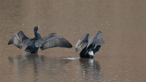 Dos-Grandes-Cormoranes-Secando-Alas-Y-Plumas-Acicaladas,-Seúl,-Corea-Del-Sur