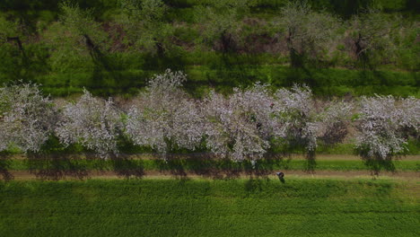 Top-down-view-of-a-family-walking-under-the-blossoms-of-almond-trees,-a-cloudy-spring-day-with-vibrant-colors