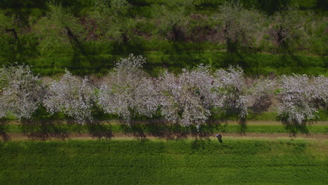 Vista-De-Arriba-Hacia-Abajo-De-Una-Familia-Caminando-Bajo-Las-Flores-De-Los-Almendros,-Un-Día-Nublado-De-Primavera-Con-Colores-Vibrantes