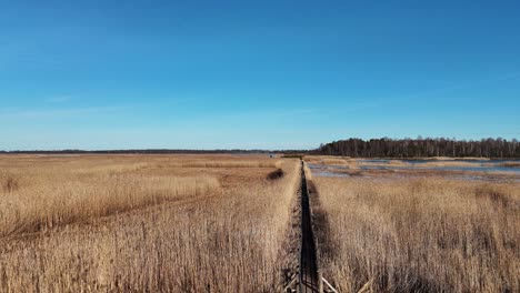 Sendero-De-Madera-A-Través-Del-Lago-Kaniera-Cañas-Tiro-Aéreo-De-Primavera-Lapmezciems,-Letonia