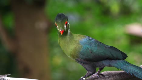 White-cheeked-turaco-with-vibrant-plumage,-perched-on-the-edge-of-the-bird-feeder,-eating-fruits-from-the-bowl,-close-up-shot