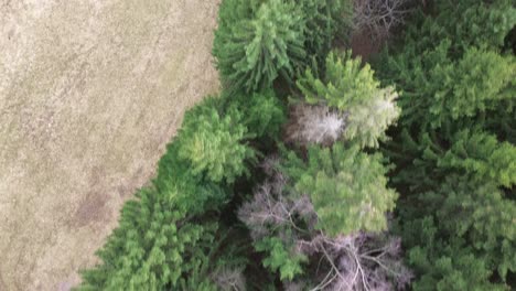 Aerial-top-down-view-drone-fly-along-forest-next-to-field