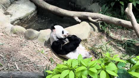 Panda-Gigante-Comiendo-Bambú-En-El-Zoológico-De-Singapur---Plano-Amplio