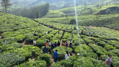 Toma-Pov-Muchas-Personas-Están-Mirando-La-Salud-De-Las-Plantaciones-De-Té,-Se-Muestra-Una-Gran-Cantidad-De-Plantaciones-De-Té-Y-También-Hay-Muchos-árboles-Grandes-Alrededor