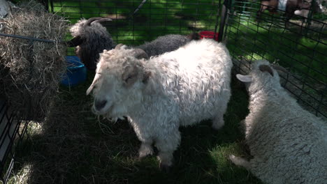 White-sheep-with-wool-in-a-petting-zoo-slow-motion-footage