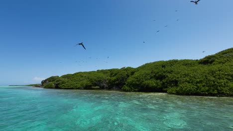 Segeln-Durch-Einen-Tropischen-Mangrovenwald-Mit-Klarem-Wasser-Und-Seevögeln,-Die-über-Los-Roques-Fliegen