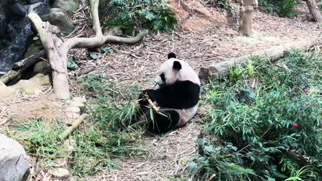 Giant-Panda-Bear-Eating-Bamboo-In-The-Zoo-In-Singapore---Wide-Shot