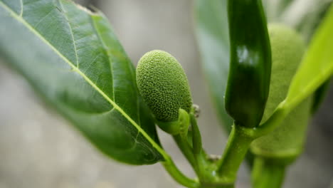 Brotes-Tiernos-Tempranos-De-Yaca-En-El-árbol-De-Yaca