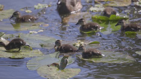 Flock-of-baby-wood-ducklings-swimming-and-walking-over-lily-pads