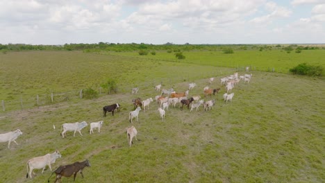 A-herd-of-cows-grazing-in-the-vast-green-fields-of-arauca,-colombia,-on-a-sunny-day,-aerial-view