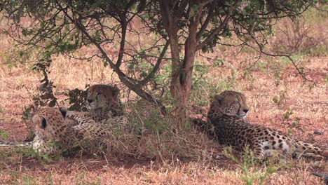 Drei-Gepardenbrüder-Ruhen-Sich-An-Einem-Regnerischen-Tag-Im-Krüger-Nationalpark-In-Südafrika-Gemeinsam-Unter-Einem-Kleinen-Baum-Aus