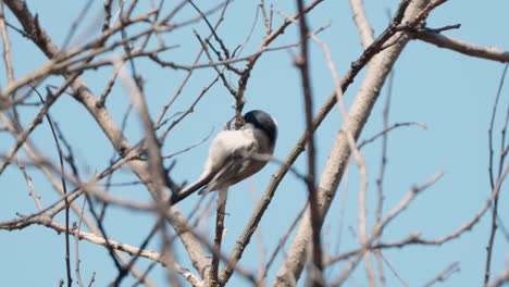 Marsh-tit-bird-pecking-buds-hanging-on-tree-twig-in-spring-Japan